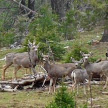 Deer in the Lincoln National Forest